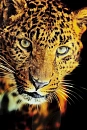 Картина Kare design Leopard Shaka