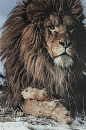 Картина Kare design Proud Lion